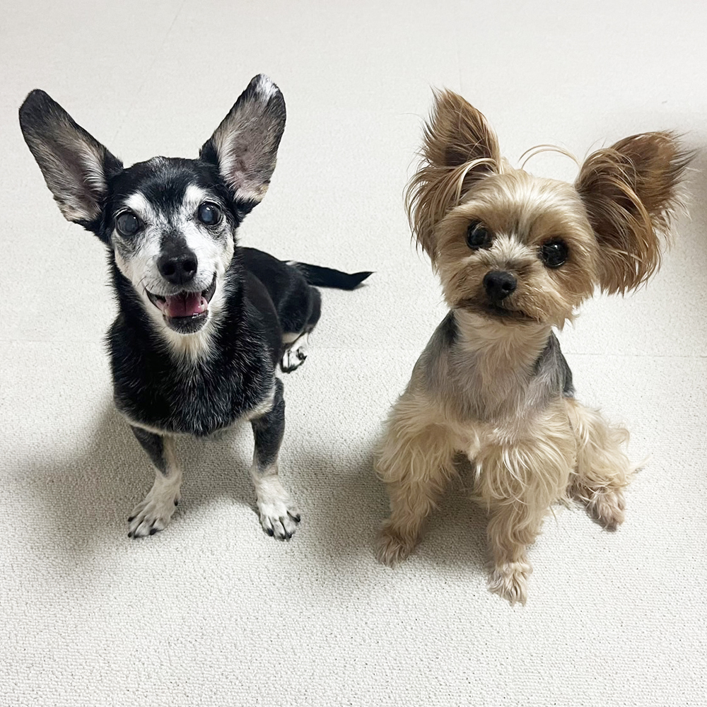 卒業犬あんなちゃんの近況♪